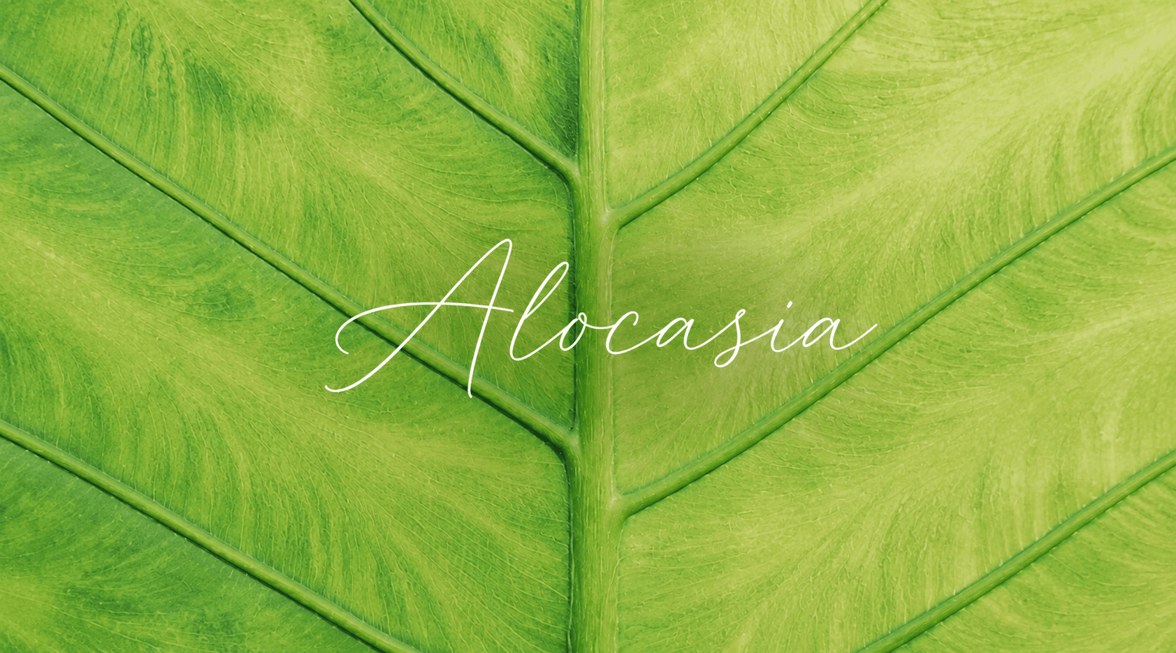 avatar_img